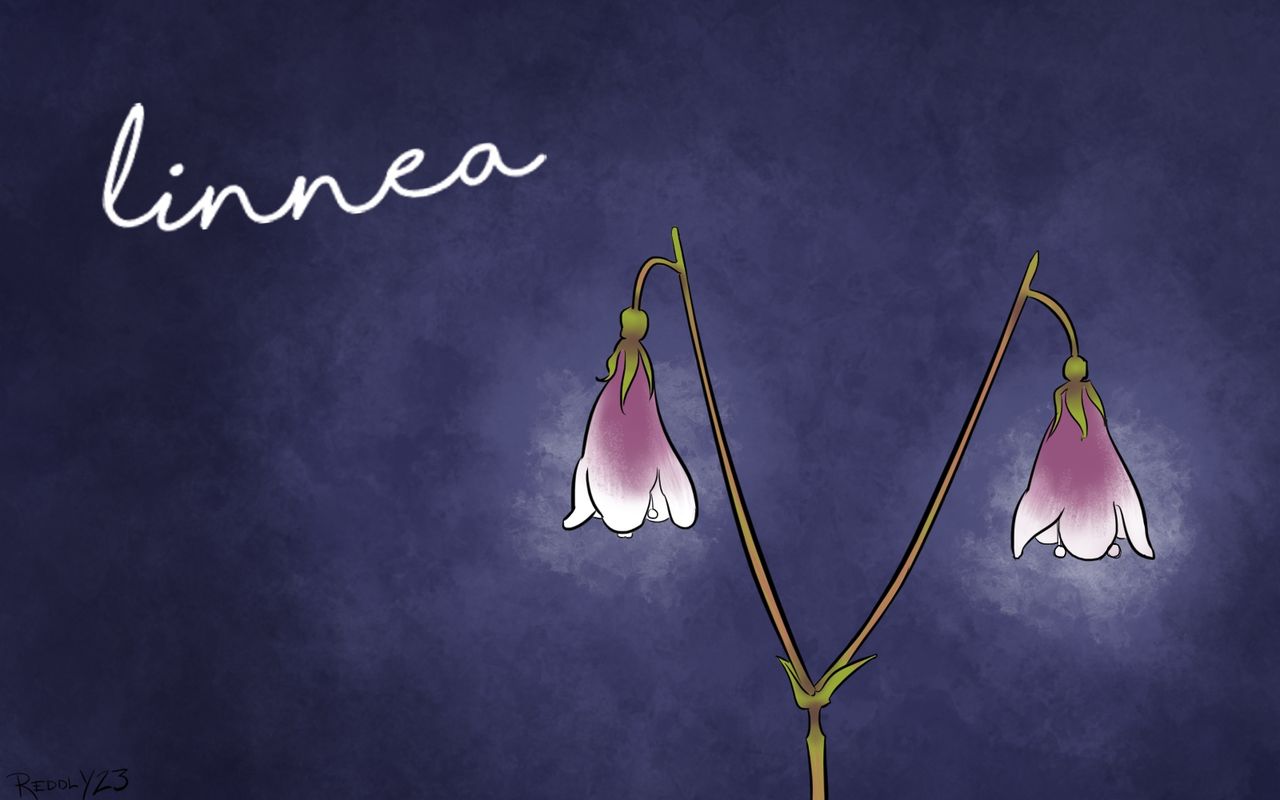 Linnea page 2 full